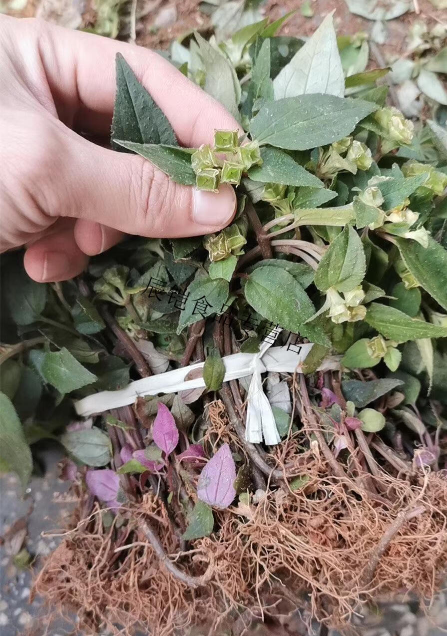 风柜斗草福建深山风谷草中材楮头红300g克风鼓草干品