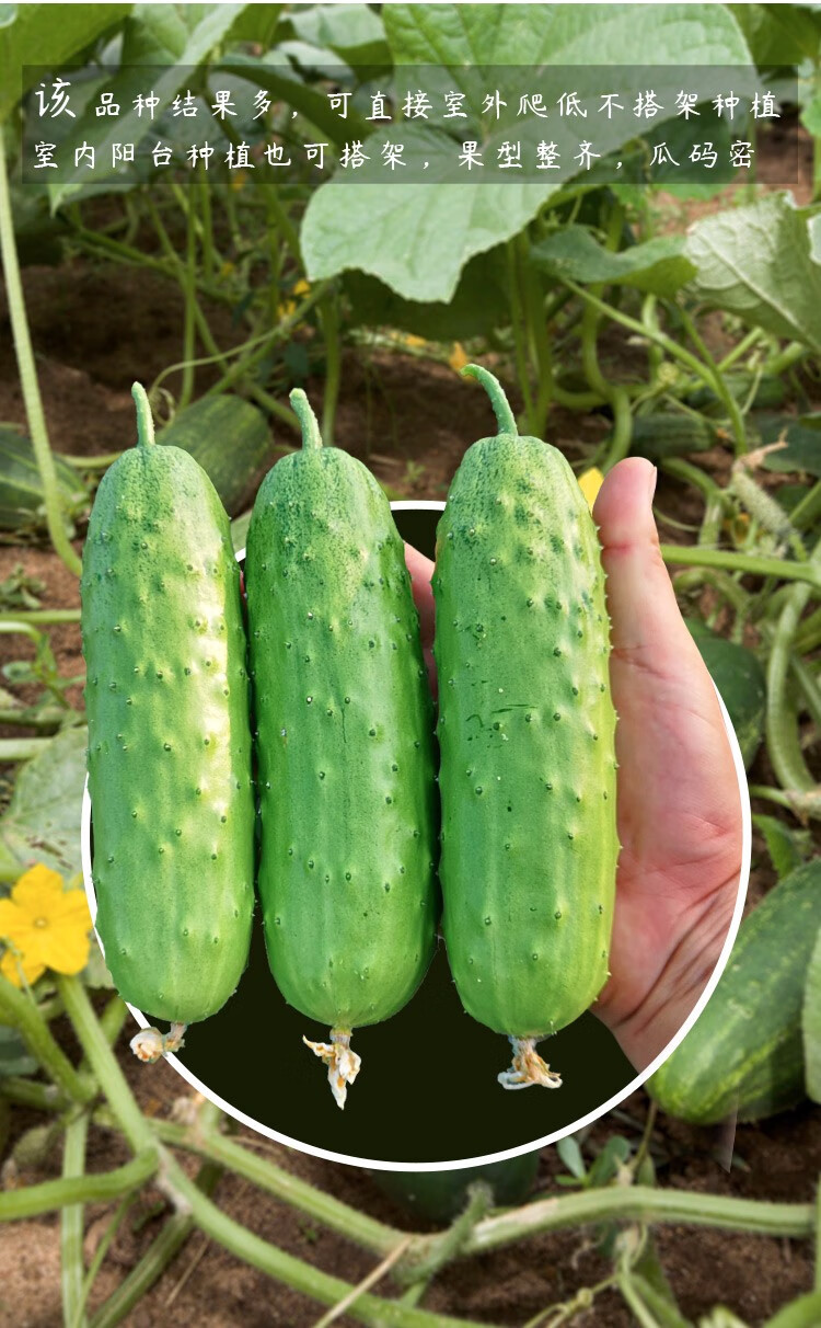 农之子满地爬黄瓜种子黄瓜秧苗爬满地黄瓜种子200粒