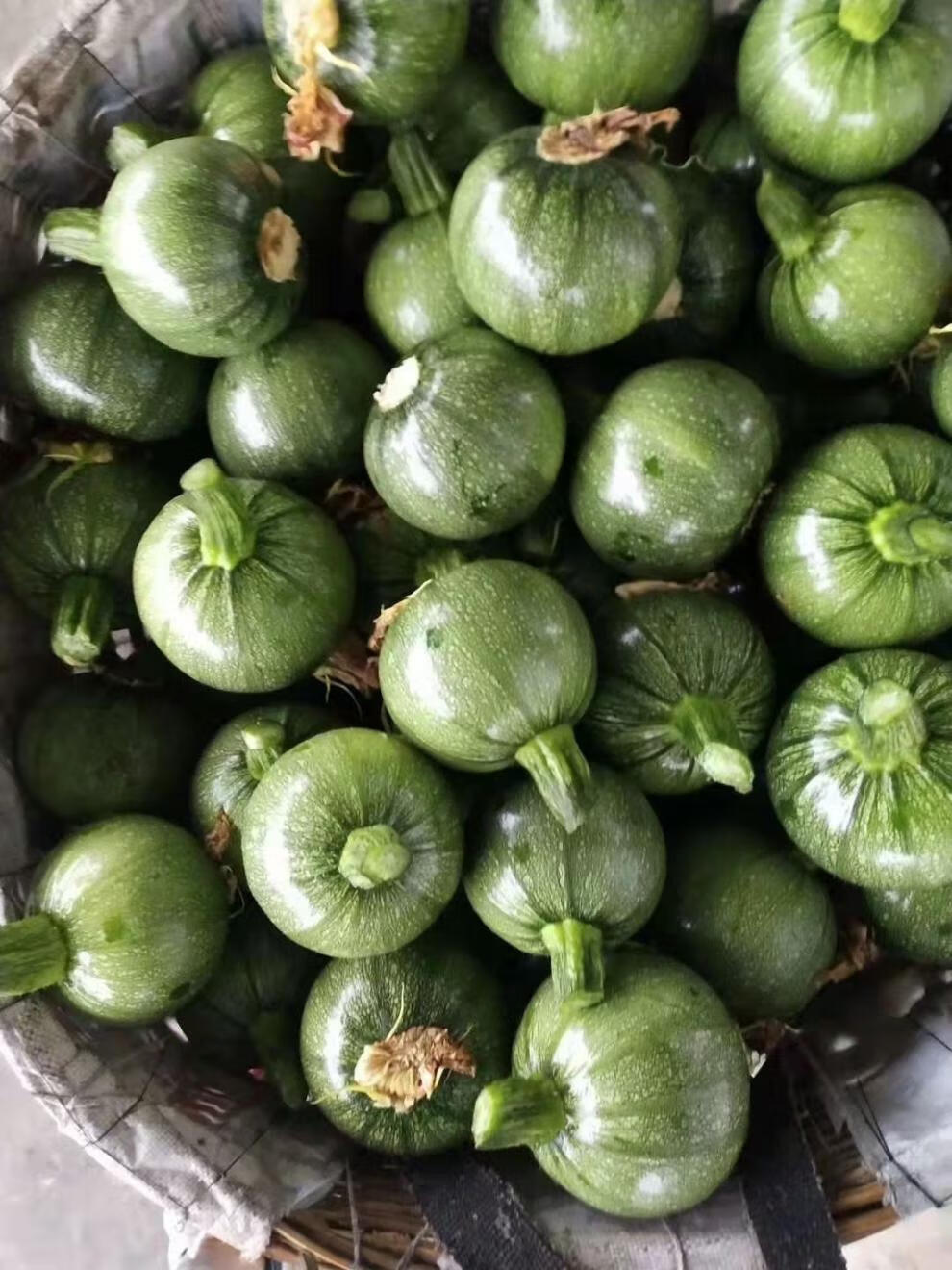 四川新鲜南瓜小圆瓜批发圆形西葫芦绿皮青皮嫩瓜时令蔬菜 嫩南瓜5斤