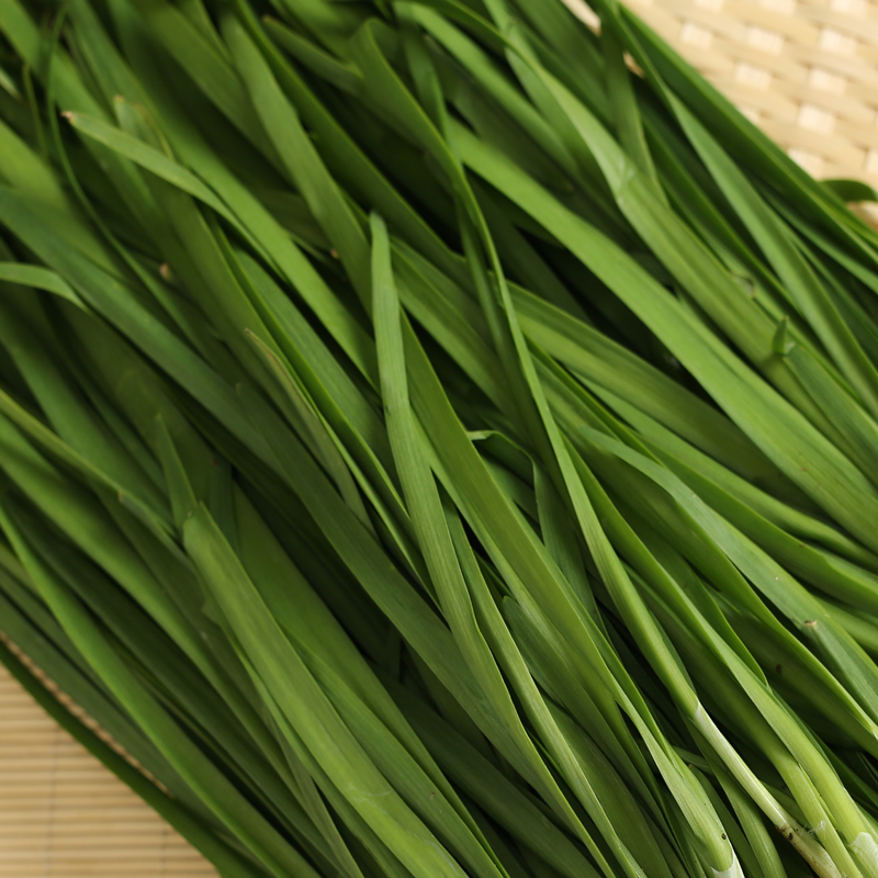 东北新鲜韭菜头茬头刀蔬菜农家露天三鲜馅包饺子现摘割鲜嫩净重5斤现