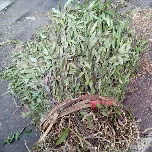 来马回 瓜子金草干品乱马回辰砂草二月花惊风草野中草药 来马回500克