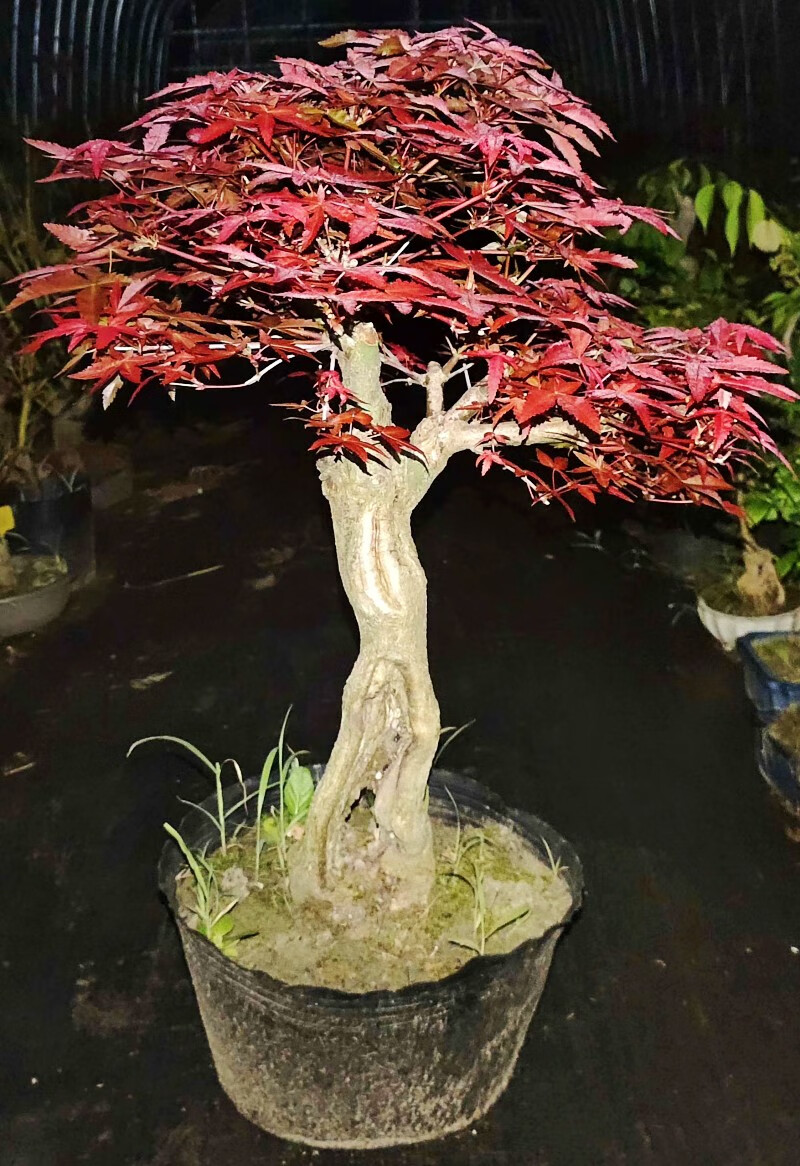 日本红枫盆景红舞姬盆栽老桩四季红枫树苗带叶子室内阳台庭院植物7年