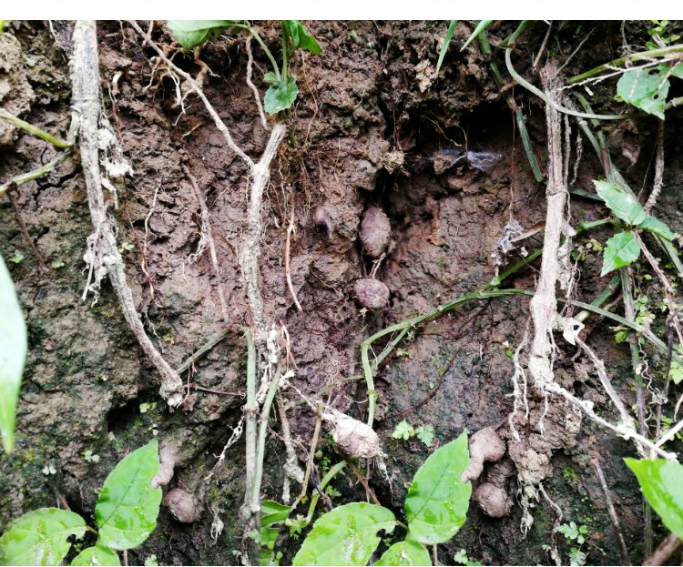 康中尊野生新鲜三叶青金线吊葫芦吊金钟材清热祛火500g