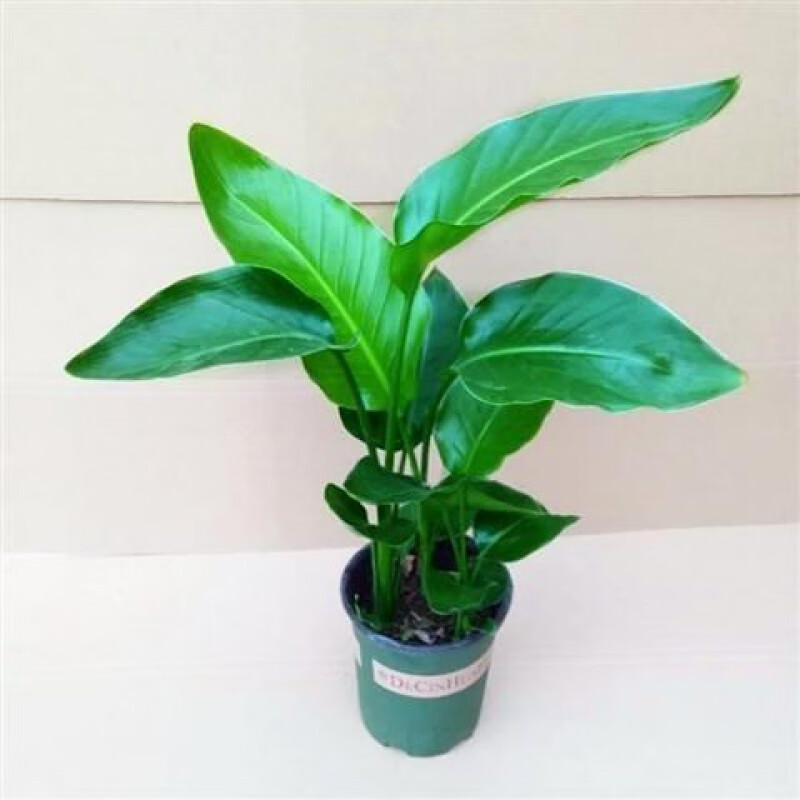 盆栽室内大型植物鹤望兰客厅净化空气绿植盆栽 含盆 金钻10-20厘米