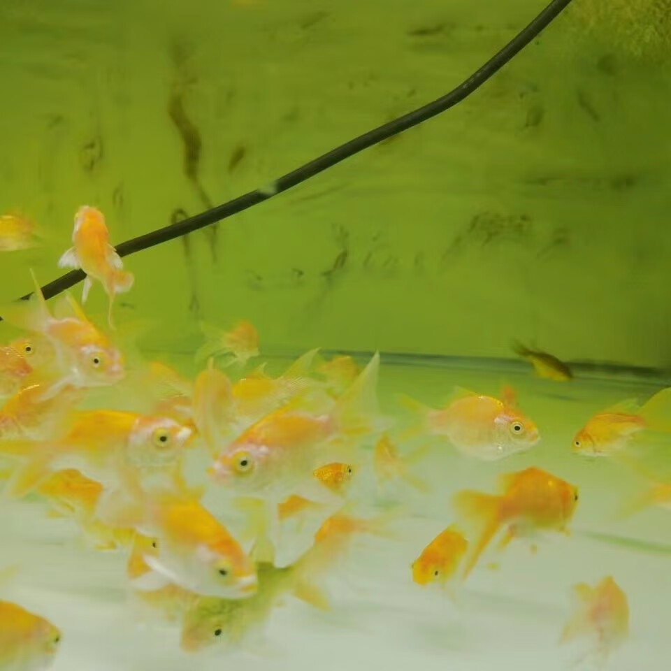 cmcm黄金蝴蝶鲤鱼苗贵妃球体锦鲤鱼淡水冷水好养鱼苗观赏鱼 黄金蝴蝶