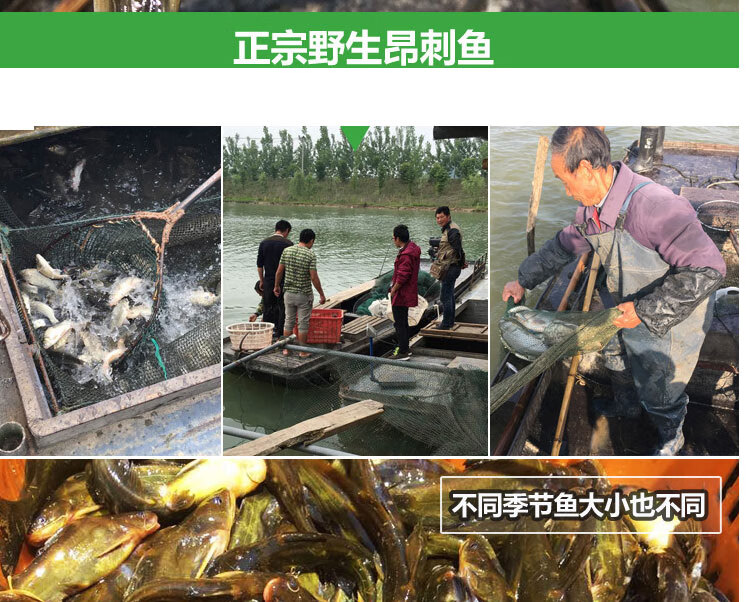 lism黃丫頭昂刺魚角針魚昂針魚黃骨魚黃辣丁魚鋼針魚汪丫魚500g