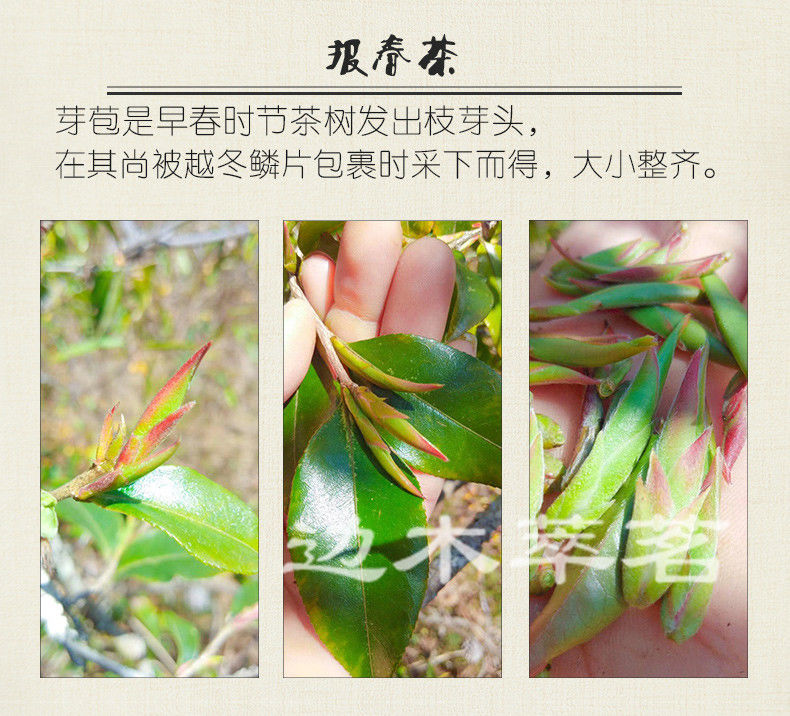 2022年春茶云南野生紫芽孢茶紫芽苞茶古树芽孢普洱生茶散茶100g500克
