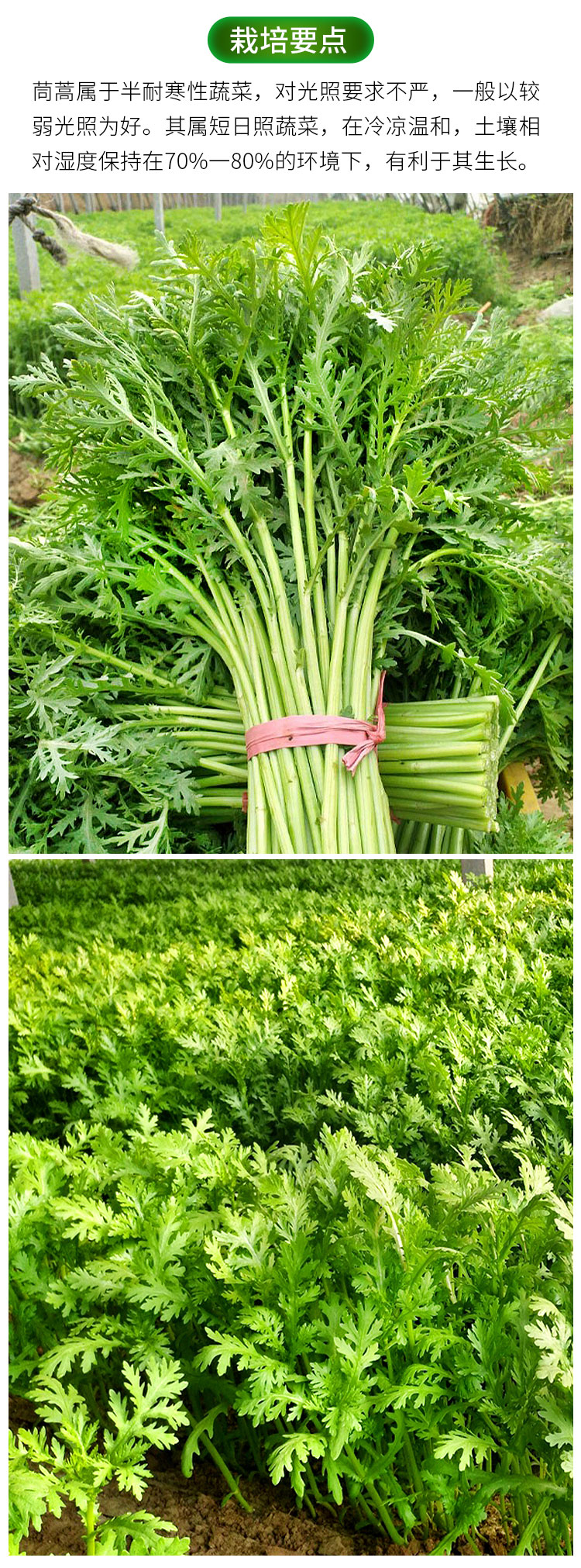 黎昕小叶茼蒿种子皇帝菜光杆茼蒿菜种冬季四季青菜籽种农家菜园蔬菜籽