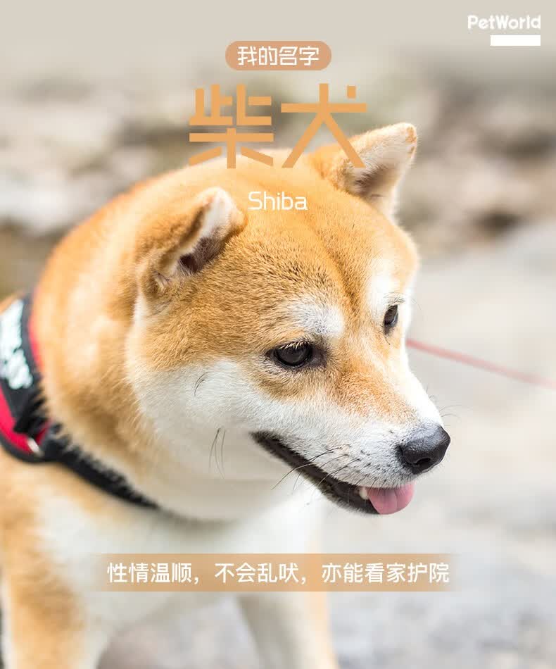 柴犬幼犬柴犬幼犬幼崽纯种柴犬狗宠物狗狗活体小狗宠物活体狗崽宠物级s级公 图片价格品牌报价 京东