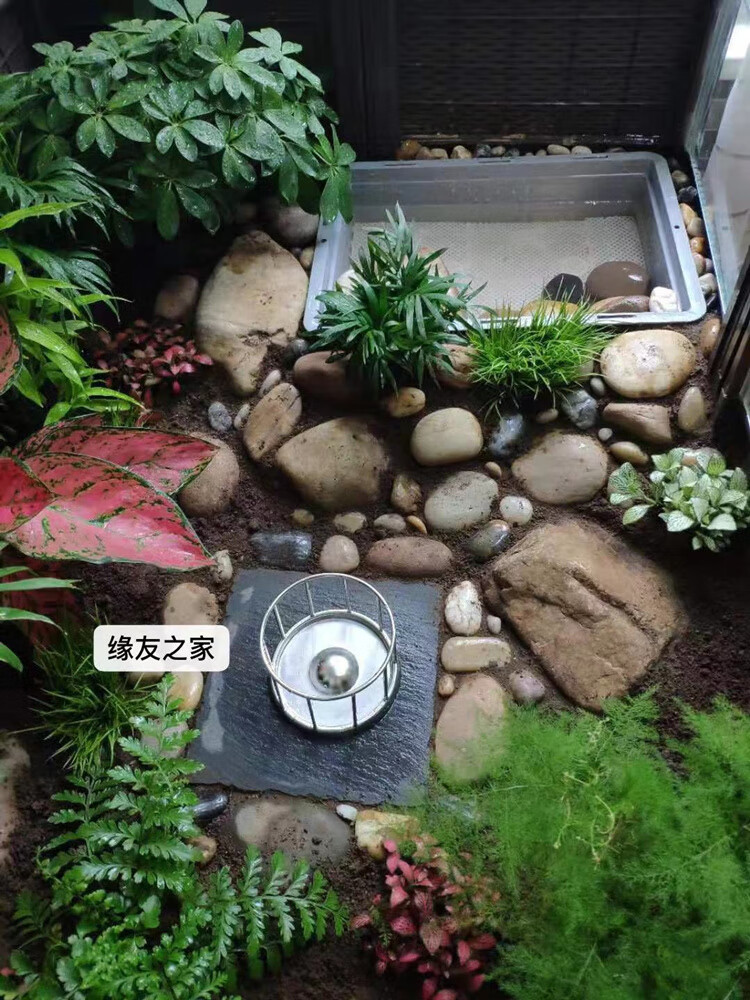 黄缘箱子龟养殖环境 半水龟饲养殖箱 安缘台缘黄缘专用缸 黄缘生态