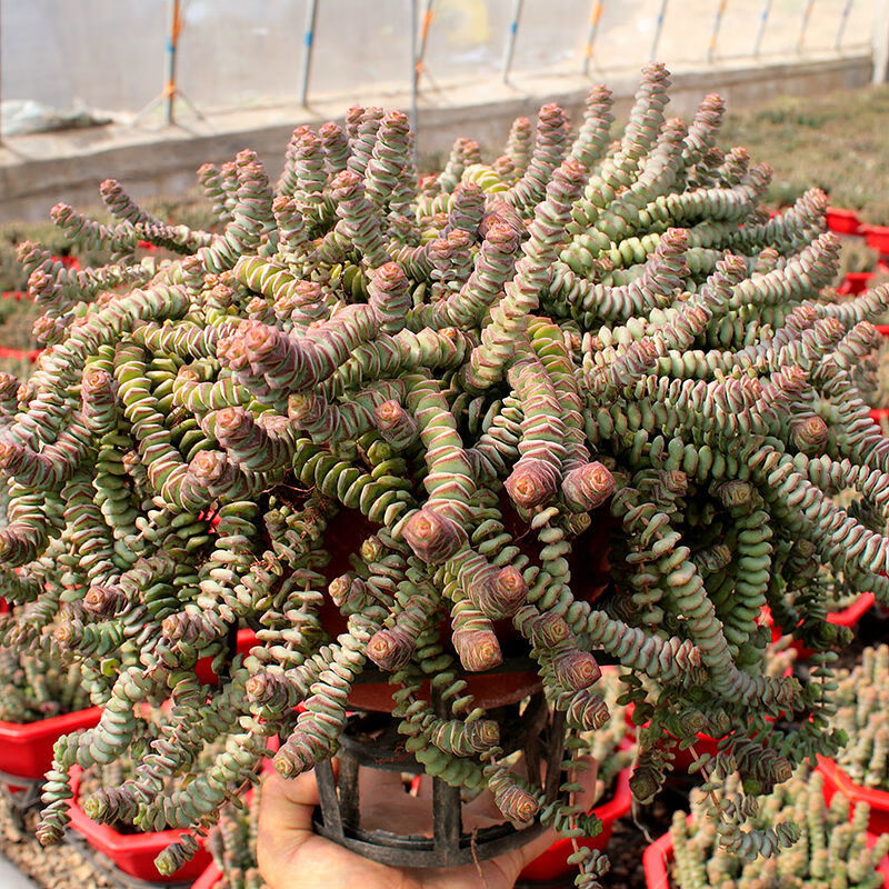 钱串多肉植物钱串子室内阳台窗台礼物礼品绿植花卉盆栽含盆土发 麦基