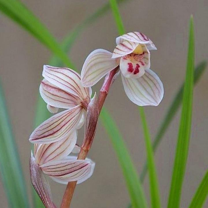 6苗连体 兰花 莲辨兰 玉兔 云南兰花 人面桃花 2苗连体