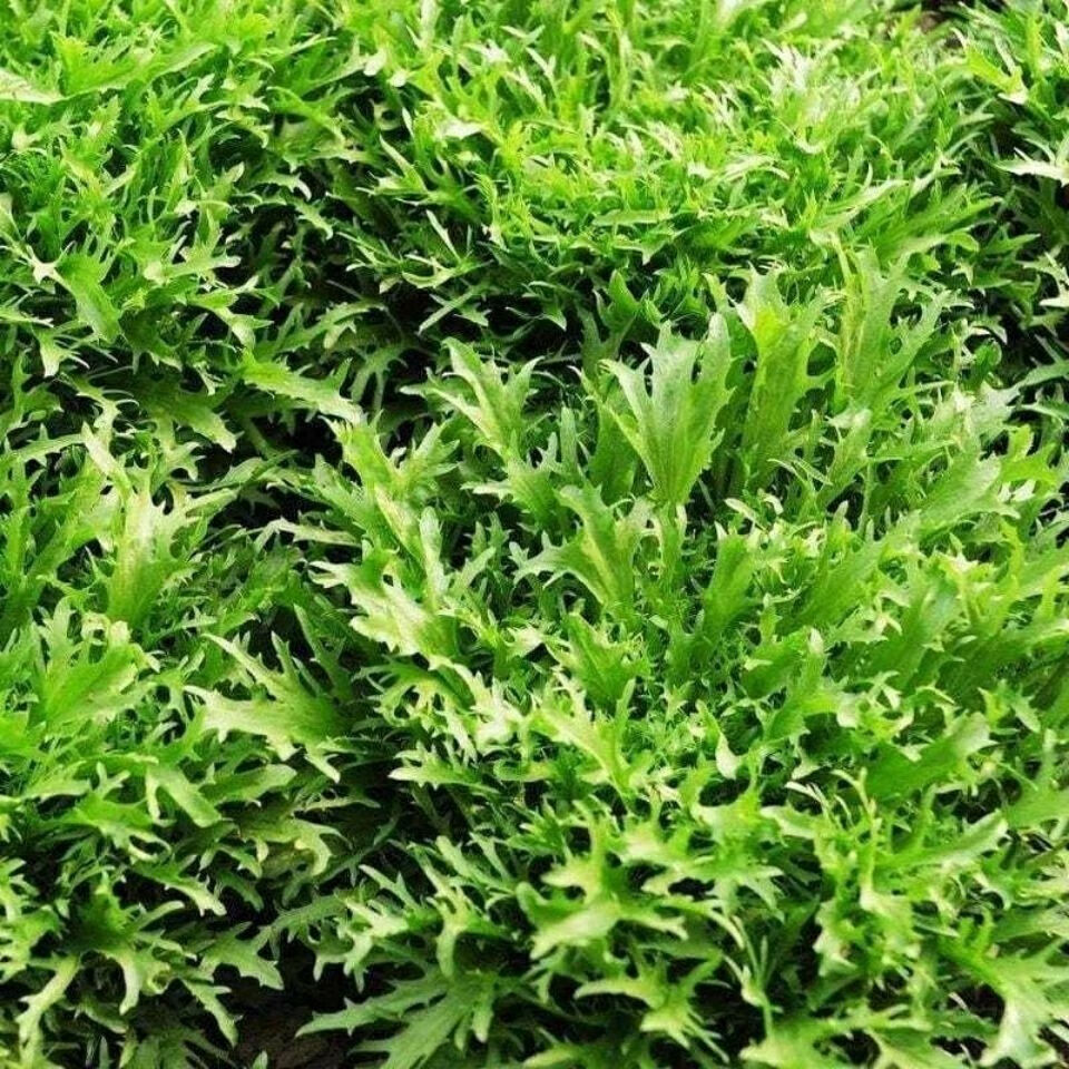 苦菊新鲜蔬菜生吃苦叶生菜新鲜沙拉菜细叶黄心苦苣菜生吃青菜批发四斤