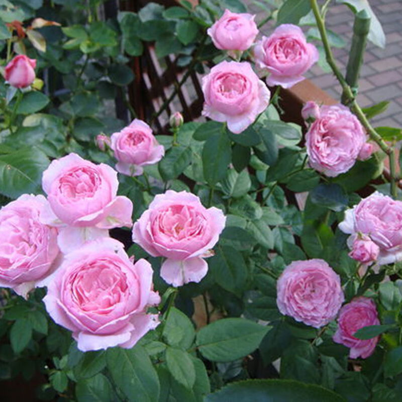 浓香型甜蜜马车月季阳台盆栽微月灵芝麻吉婶婶勤花金丝雀多头甜蜜马车