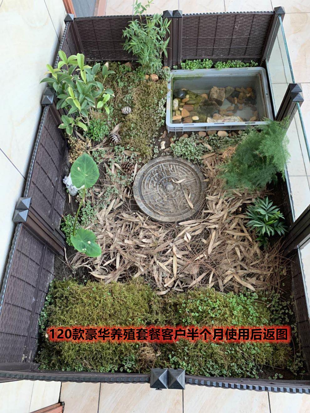 黄缘箱子龟养殖环境半水龟饲养殖箱安缘台缘黄缘专用缸200款裸箱