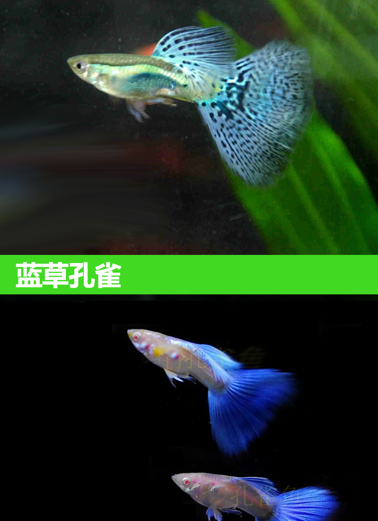 [京选推荐]孔雀鱼活体纯种公母一对宠物鱼淡水繁殖观赏鱼热带小型