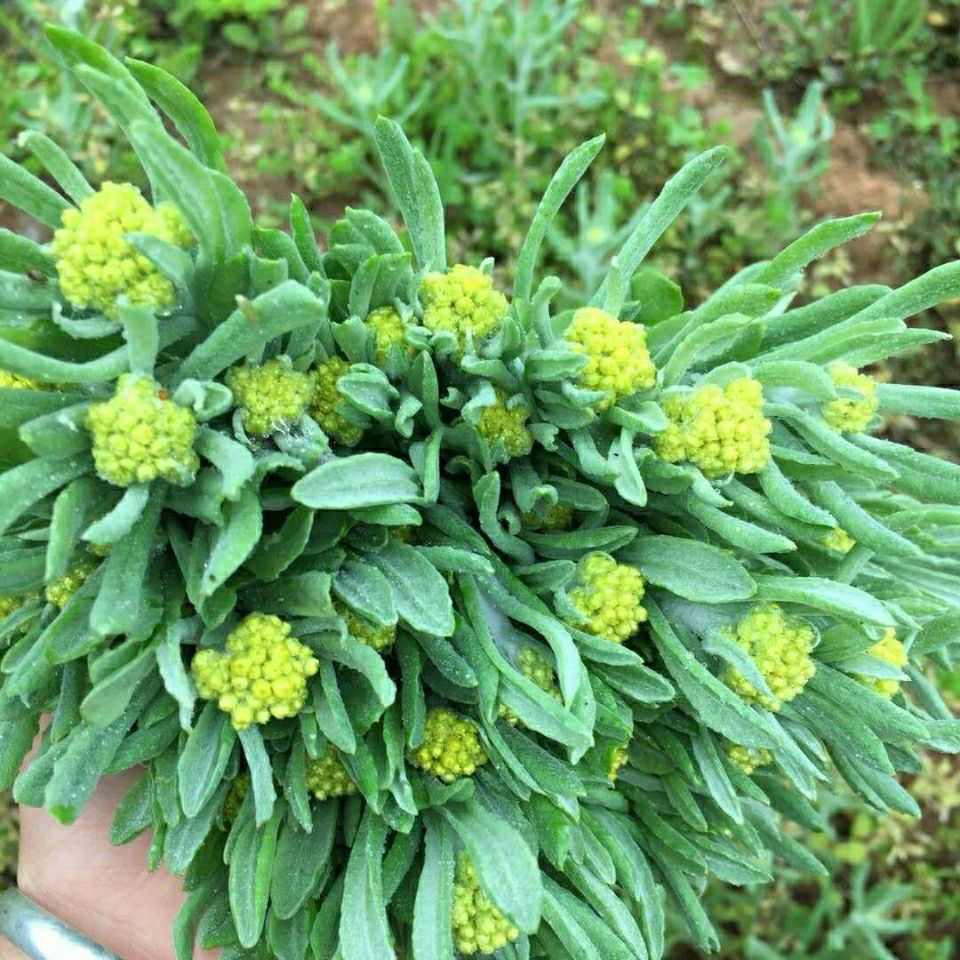 正宗清明草新鲜晒干鼠曲草清明菜绒毛鼠麴佛耳草干清明果 250克【图片