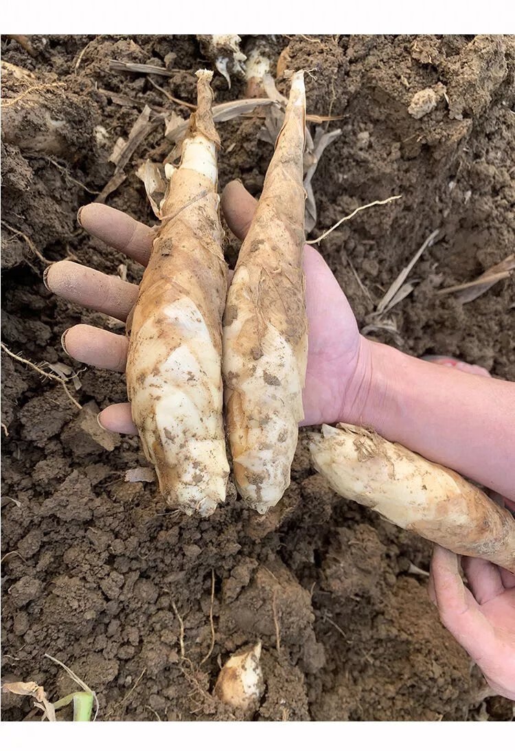 广东农家新鲜竹芋冬薯火锅煲汤食材冬笋薯绵薯竹根薯现挖发货 中小果