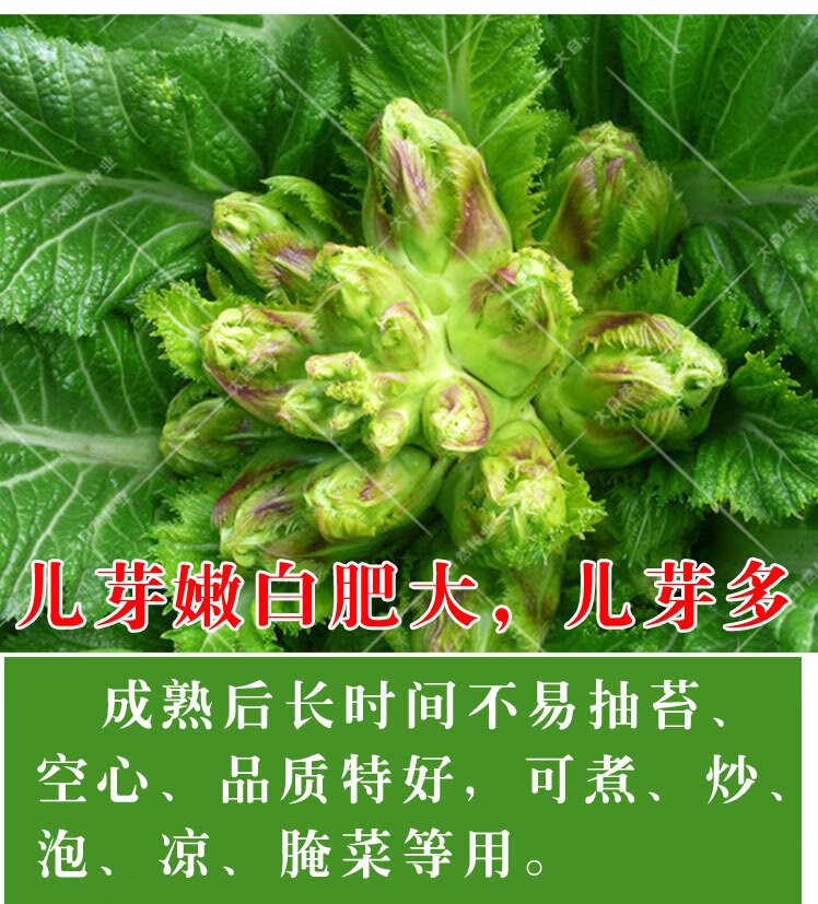 四季菜种娃娃菜蔬菜抱儿菜孑菜籽耳菜娃重庆儿菜种子原装5克1包送肥料