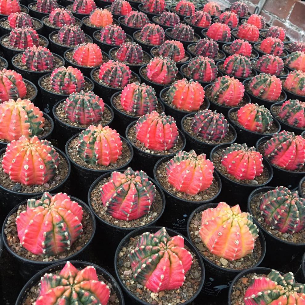 稀有五彩光辉绯牡丹锦仙人球实生阳台桌面 牡丹玉4-5厘米 裸根不带土