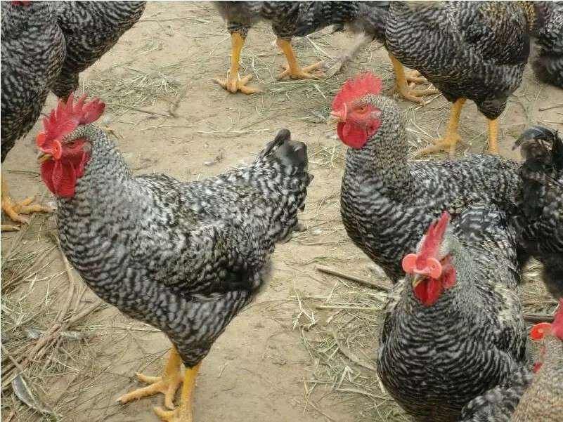 荣郁正宗土芦花鸡黑芦花金芦花高产蛋芦花鸡1斤土鸡农家散养活体包活8