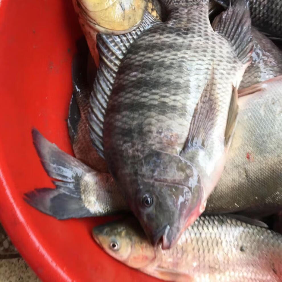 活鱼现杀三去新鲜罗非鱼非冷冻脆肉无刺鱼肉淡水鱼4斤57条去麟去鳃去