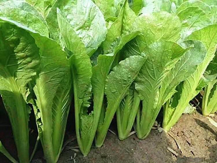 春菜种子香芥菜四季春季家庭菜园阳台盆栽新人易种蔬菜种孑菜种籽正源