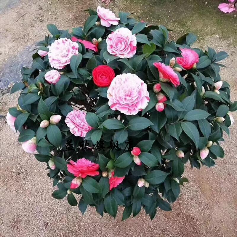 出售盆栽茶花树苗 花卉茶花苗盆栽 年宵花卉5年苗 5年(大卡特) 不含盆