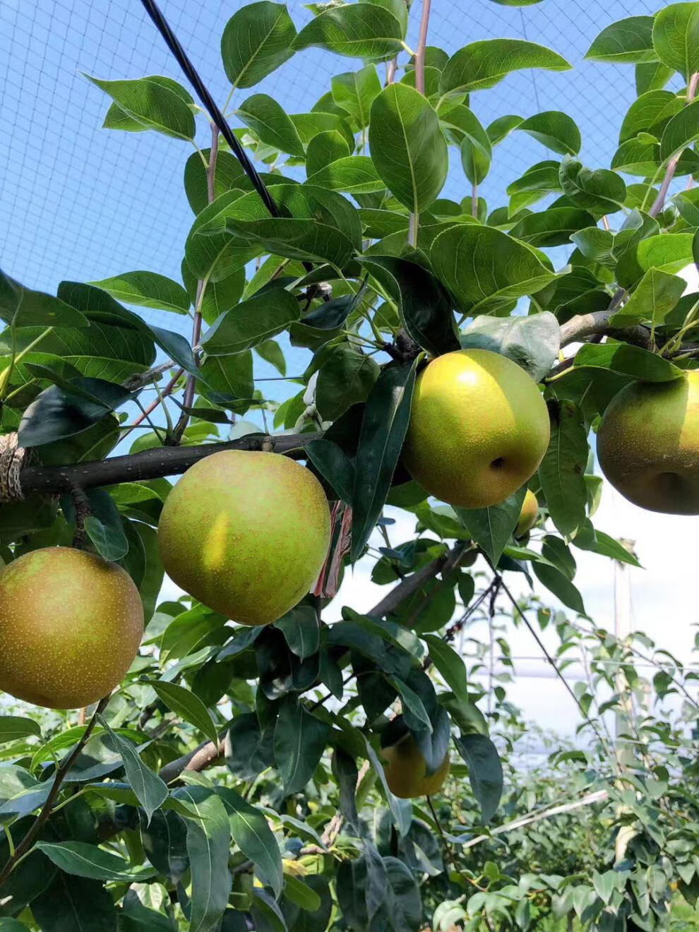 采缇【产地直发】上海庄行翠冠梨精品青皮蜜梨青梨子脆甜莱阳秋月梨