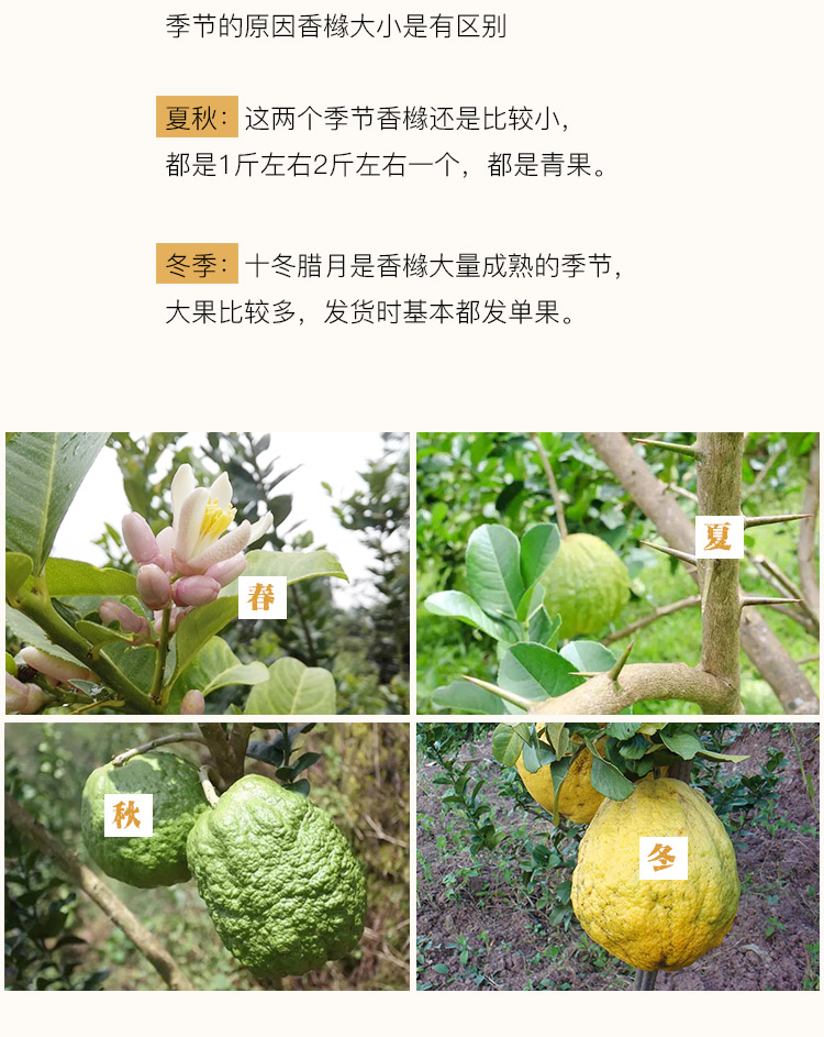 新鲜香橼果大理香缘大果云南佛手柑水果农家自种香橼果新鲜香橼果2斤