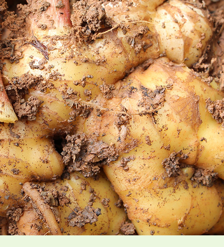 山东现挖新鲜大姜老姜大黄姜生姜月子姜老姜母调味品生鲜蔬菜 5斤老姜