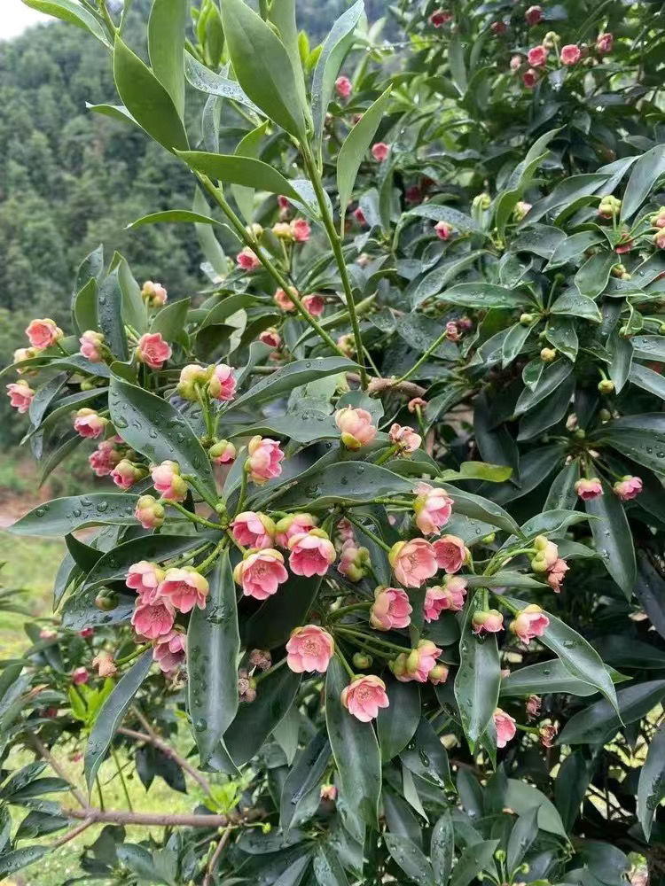 江影清广西古龙正宗大红罗马八角苗树嫁接矮化高产带土带叶带花当年