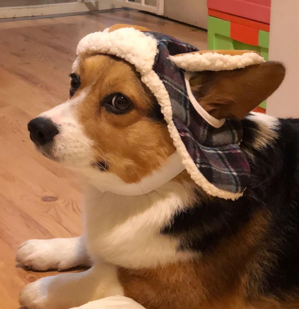 宠物新年圣诞帽加 胡子造型万圣节装扮 狗狗拍照写真大型狗金毛拉拉