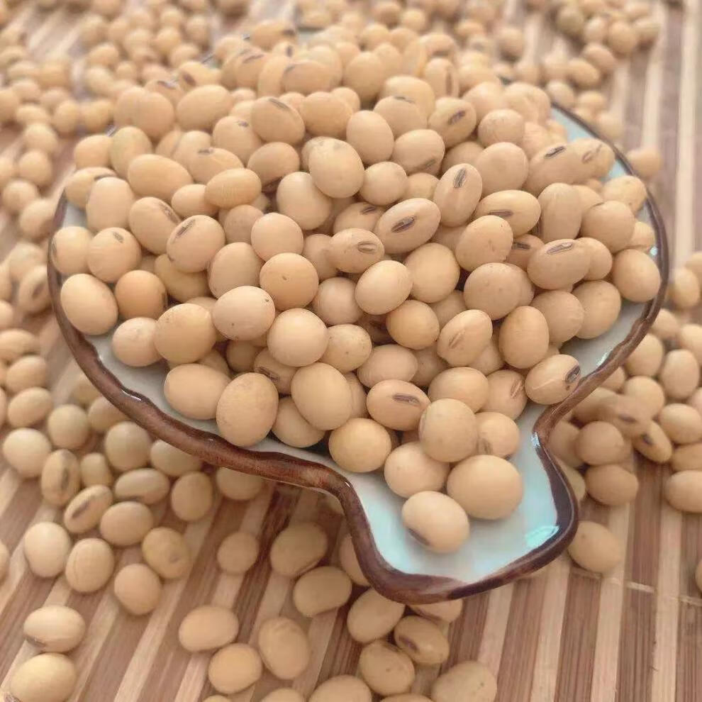 黄豆椭圆老品种打豆浆农家自种土黄豆大豆笨豆昌隆福记 100克/2两 不