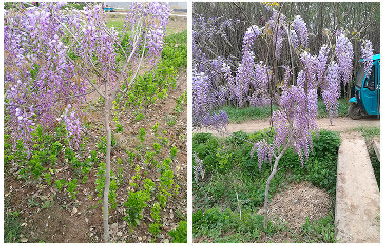 紫藤花苗紫藤花树苗苗庭院阳台盆栽地栽爬藤植物围墙阑珊攀爬观花植物