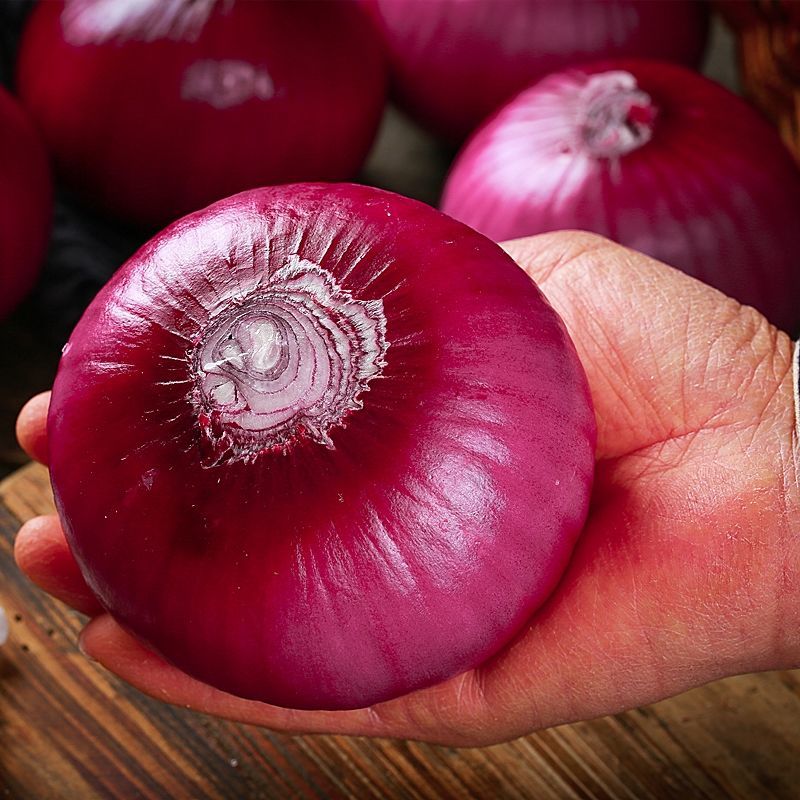 云南水果大洋葱新鲜现挖当季蔬菜红皮紫皮圆葱头批发脆甜生吃5斤特大