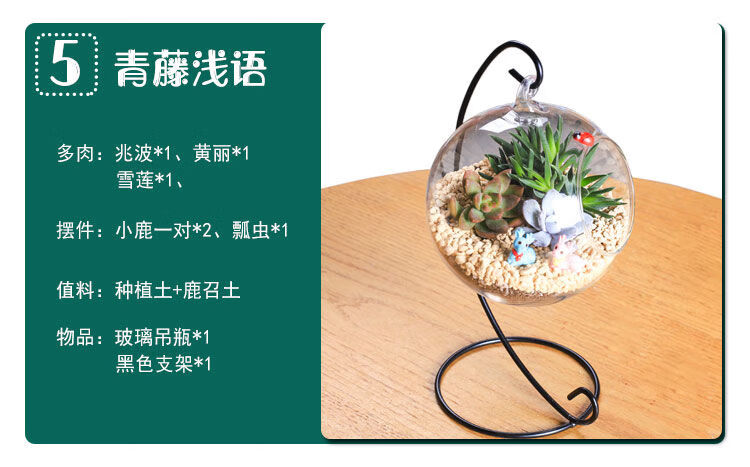 多肉多肉植物组合盆栽绿植微景观办公室diy玻璃瓶花卉星空 图片价格品牌报价 京东