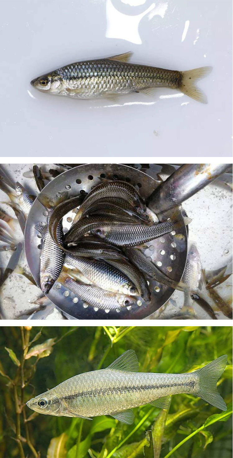 小麦穗鱼新鲜淡水小鱼油炸小罗汉鱼鲜活速冻 顺丰发货 二斤装