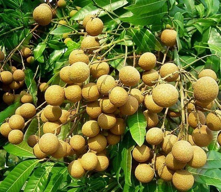 带土带叶当年结果无核龙眼苗树嫁接苗四季储良龙眼南方特大石硖龙眼大