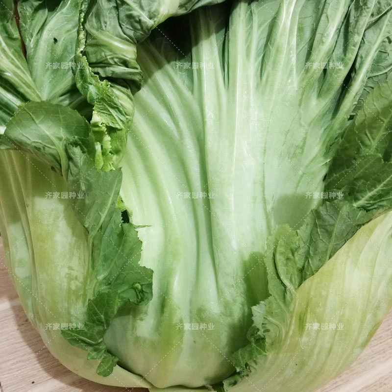 宽帮青菜种籽四川泡青菜种子包心红筋紫红大青菜芥菜泡菜秋天种的 宽