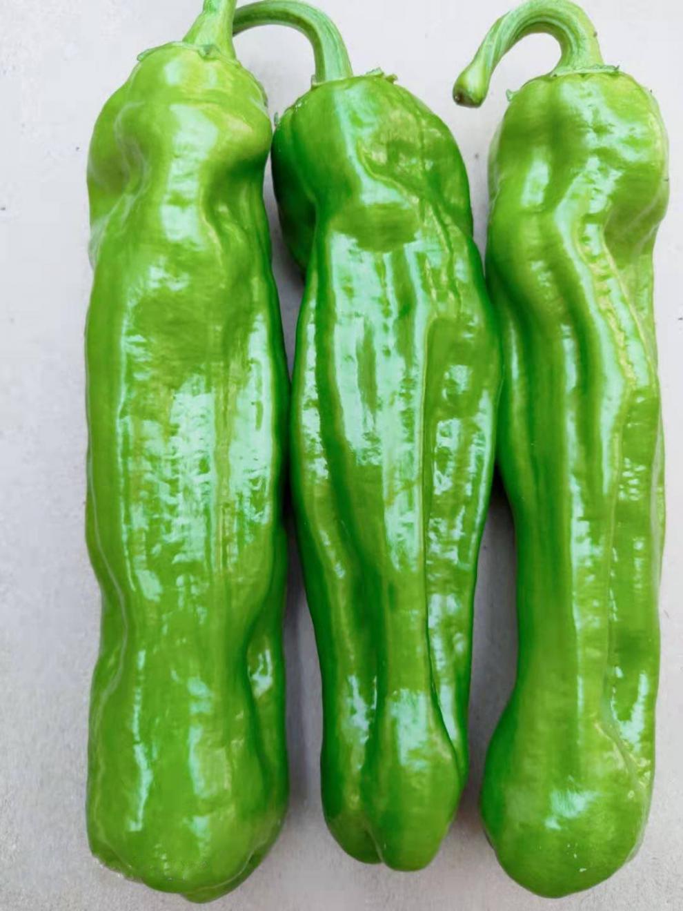 薄皮青椒【微辣】 精选泡沫箱3斤装【防冻防损】