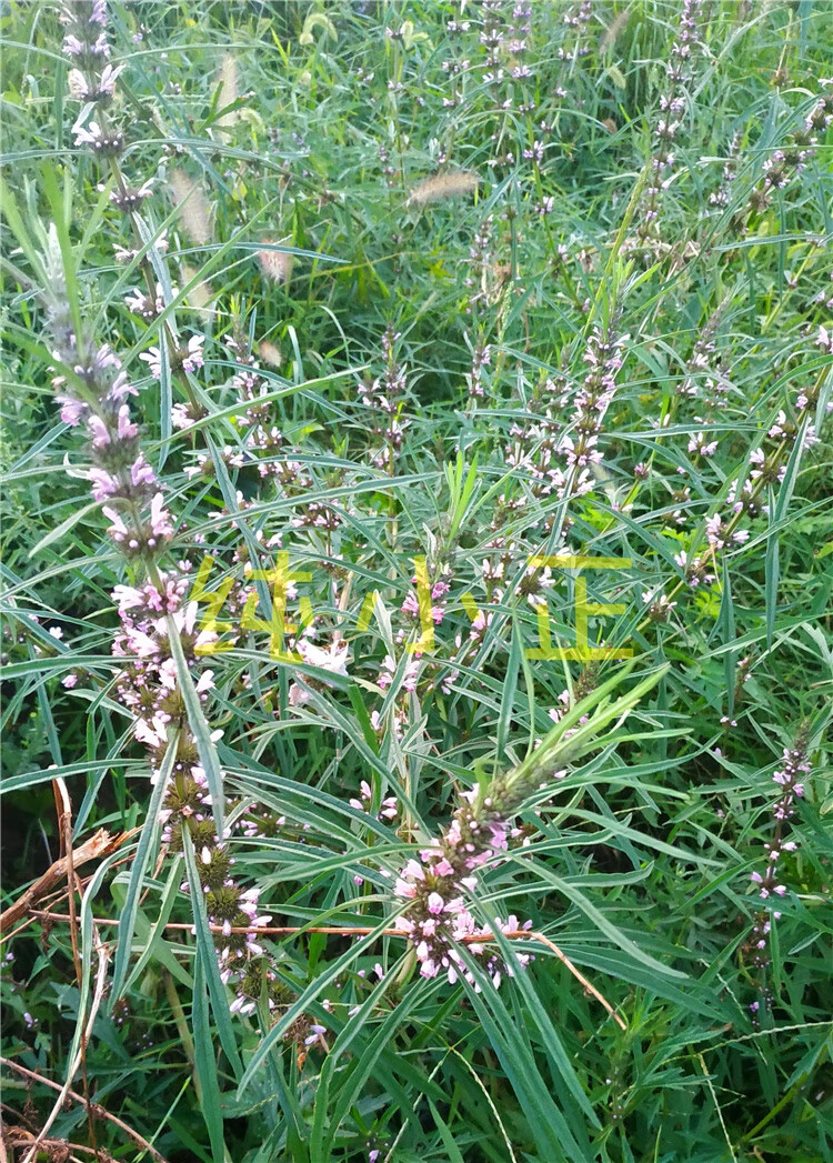 沂蒙新鲜红花长杆益母草茶晒干调理姨妈气血泡脚500克