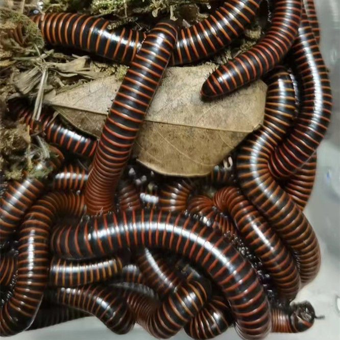 马陆虫红环黄环包活 比独角仙乌龟仓鼠鸟好养 红环2只【图片 价格