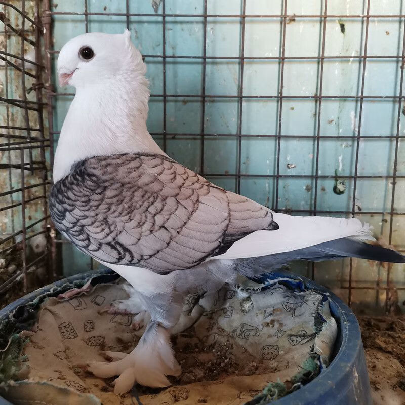 活体大体精品细花淑女鸽子散养观赏宠物鸽青年鸽种鸽一对包活采缇