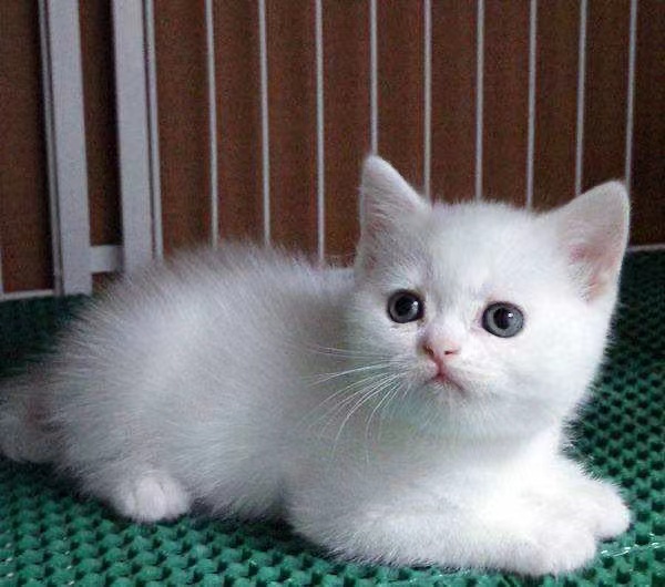 荣郁中华田园猫橘猫幼崽活物狸花猫幼猫活体白色异瞳小狸色咪家养狸