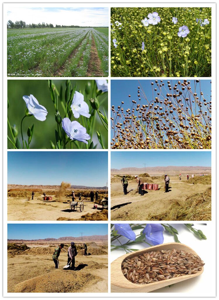 恬女神山西大同纯胡麻油亚麻籽油食用胡麻油素油亚麻油月子油10斤装