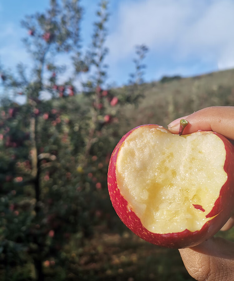 云南蒙自西北勒脆甜冰糖心丑苹果半野生小苹果 8斤 60mm以下【图片