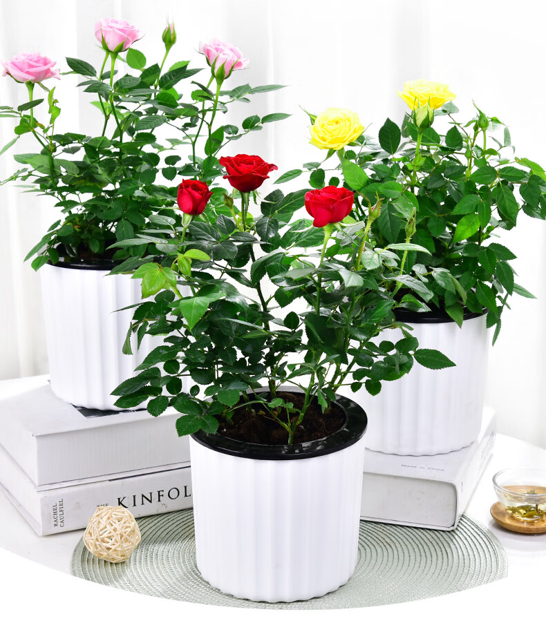 迷你小玫瑰花大盆盆栽带花苞四季开花办公室内植物花卉鲜花绿植 原盆