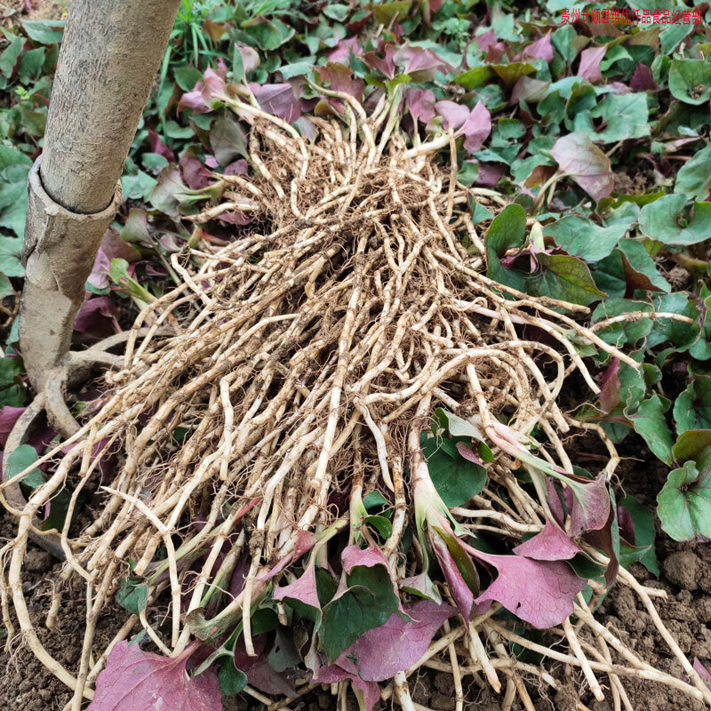 产地贵州农家现挖折耳根四川鱼腥草新鲜节节根凉拌嫩根1500g