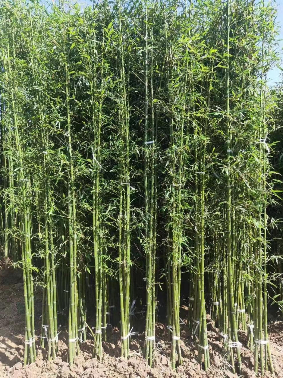 竹子苗庭院北方耐寒竹子植物四季常青绿化黄金竹青竹苗紫竹苗盆栽